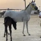 فرس للبيع حفيدة غزال الشقب