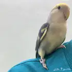 ببغاء روز اليف على السوم