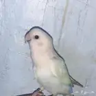 ببغاء روز للبيع ازرق نضيف