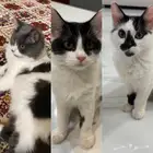 قطط شيرازيه ضايعه