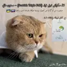 قط منتج سكوتش تربل فولد جامبو مستورد مع كامل اوراقه