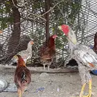 للبيع انثي بلدي و ذكر بكستاني
