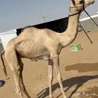قعود للبيع