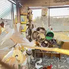 موقع ضباء