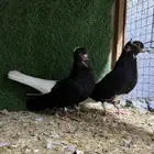 حمام قطيفي تم البيع