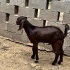 تيس للبيع