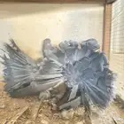 زوج رقاصي اذكر في عين مو في من المضربه اذكر حار جدا ومنتج