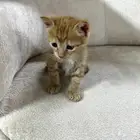 كيتن للتبني
