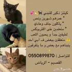 قطط تبني