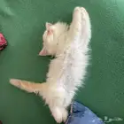 قطط شيرازي للبيع