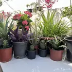 يوجد نبتات بجميع الاحجام ( صبار وغيرها )