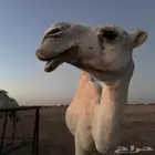 ثلاث عشاير ولقحه