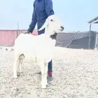 خروف فحل صنف