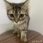 قطة للبتني