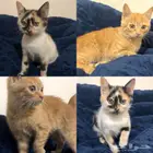 قطط للتبني العمر شعرين ونص مايعانن من شي