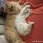 قطط شيرازي للبيع