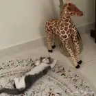 قط .