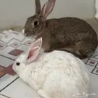 ارانب للبيع