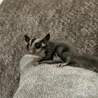 سنجاب طائر( شوقر قلايدر )