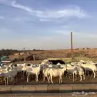 للبيع غنم مهاجين حري ورفد مراح مقيم
