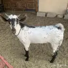 تيس بيشي