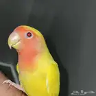روز للبيع الليف