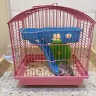 هامستر للبيع