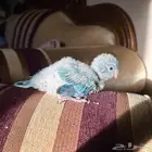 فرخ ببغاء كويكر دايلوت