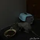 قط السعر 350