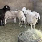 ضان حريات مدافيع