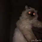 قط للتبني