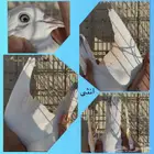 فرايد حمام باكستاني