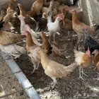 دجاج بلدي