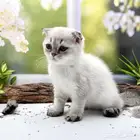 سكوتش فولد هملايا -ذكر