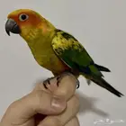 ببغاء صن كنيور اليف جدا