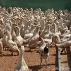 بط بكيني