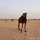 ناقه طيبه ثاني القاح لها