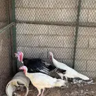 طقم رومي