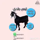 خرفان نعيم و تيوس مع خدمة السلخ والتوصيل