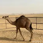للبيع حاشي