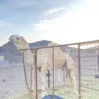 بعير اوضح سديس جرم