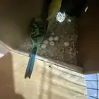 جوز بداجي مع بيضه مكينه انتاج عدد البيض6 البيض مخصب