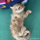قطط شيرازي للبيع