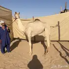 بكره مهجنه