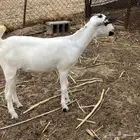 جفرة بيشية
