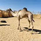 قعود عسيف عاده تحت التدريب للبيع الاب منتج والا مهجنه سبوق