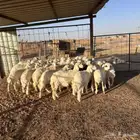 للبيع رخال حريات من المراح
