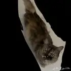 قطه للتبني