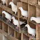 حمام هومر ابيض