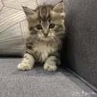 قطتين للبيع ذكر هملايا و أنثى شيرازي مع كامل اغراضهم